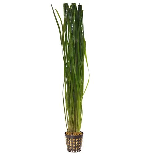 Pisces Live Plant Thin Vallisneria 5cm Pot (110357)
