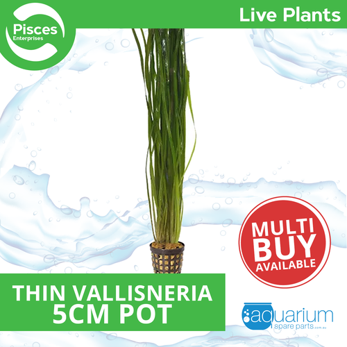 Pisces Live Plant Thin Vallisneria 5cm Pot (110357)