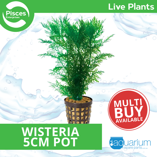 Pisces Live Plant Wisteria - 5cm Pot (110359)