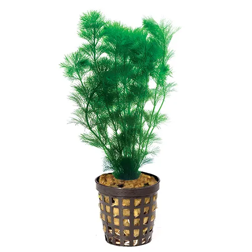Pisces Live Plant Ambulia - 5cm Pot (110361)