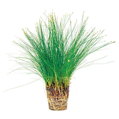 Pisces Live Plant Hairgrass - Pot (110710)