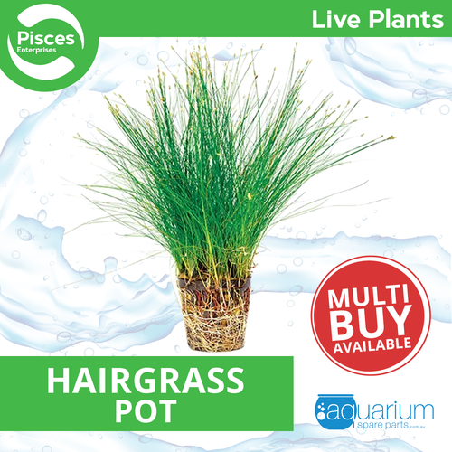 Pisces Live Plant Hairgrass - Pot (110710)