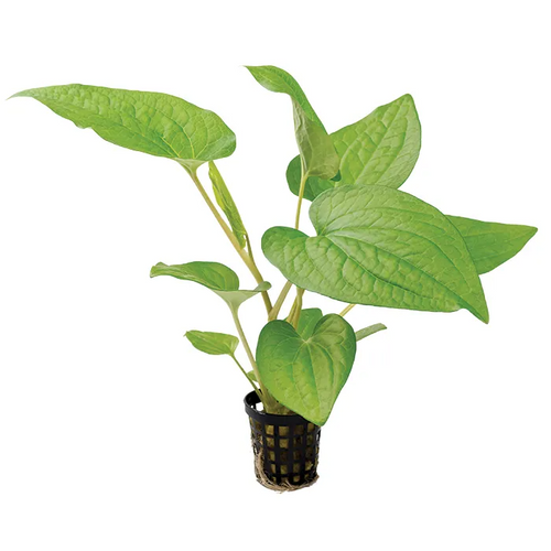 Pisces Live Plant Lizard Tails - 5cm Pot  (110025)