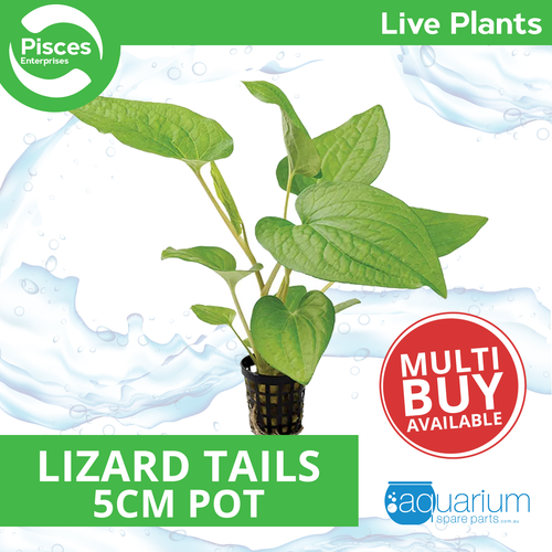 Pisces Live Plant Lizard Tails - 5cm Pot  (110025)