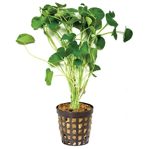 Pisces Live Plant Giant Cardamine 5cm Pot  (110347)