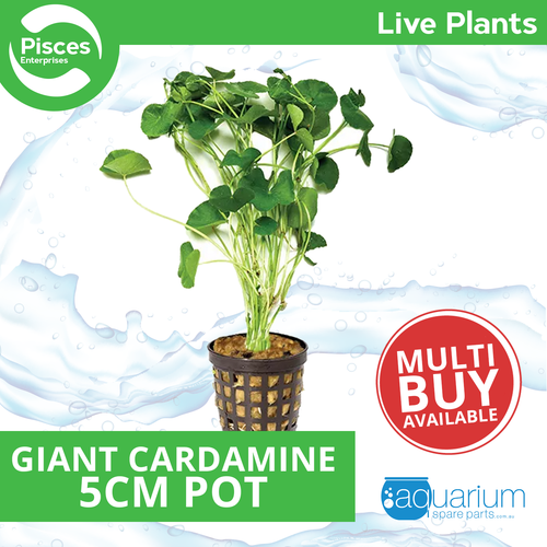Pisces Live Plant Giant Cardamine 5cm Pot  (110347)