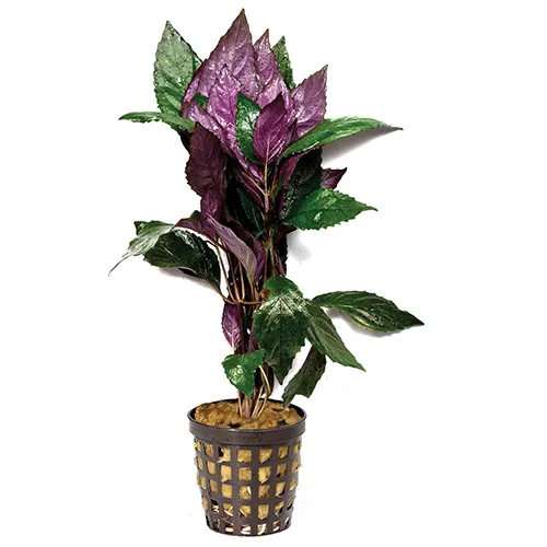 Pisces Live Plant Purple Temple 5cm Pot (110396)