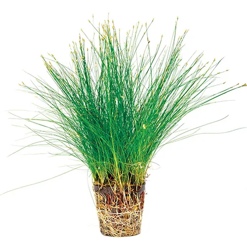 Pisces Live Plant Dwarf Hairgrass 5cm Pot (110719)