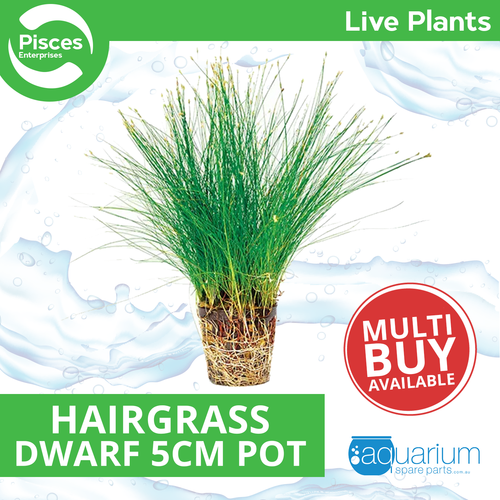 Pisces Live Plant Dwarf Hairgrass 5cm Pot (110719)