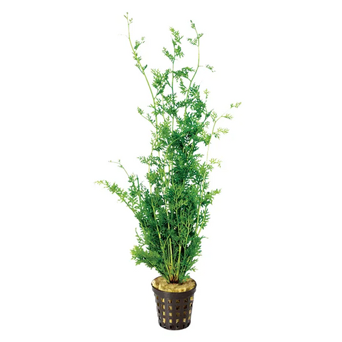 Pisces Live Plant Lace Fern 5cm Pot (110741)