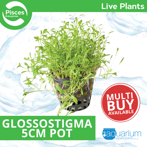 Pisces Live Plant Glossostigma 5cm Pot (111020)