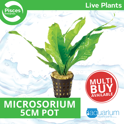 Pisces Live Plant Microsorium - 5cm Pot (111333)