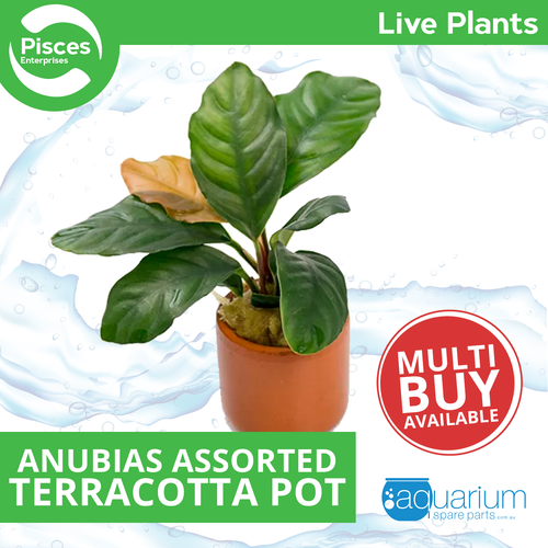 Pisces Live Plant Anubias Assorted -  Terracotta 3cm Pot  (110905)