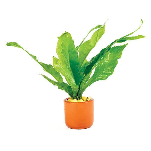 Pisces Live Plant Microsorium - Terracotta 3cm Pot (110917)