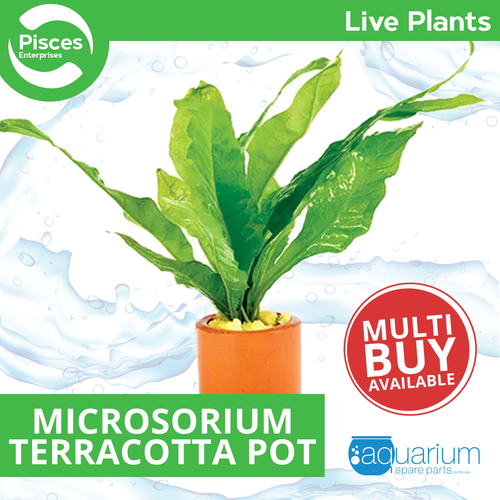 Pisces Live Plant Microsorium - Terracotta 3cm Pot (110917)