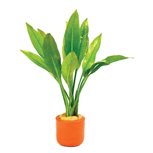 Pisces Live Plant Echinodorus Amazon - 3cm Terracotta Pot  (110922)