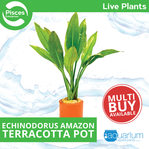 Pisces Live Plant Echinodorus Amazon - 3cm Terracotta Pot  (110922)