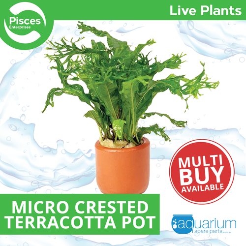 Pisces Live Plant Micro Crested - Terracotta 3cm Pot  (110927)