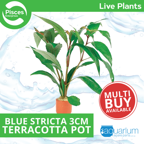 Pisces Live Plant Blue Stricta - Terracotta 3cm Pot  (111022)