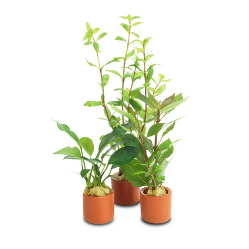 Pisces Live Plant Hydroponics - Terracotta 3cm Pot (111035)