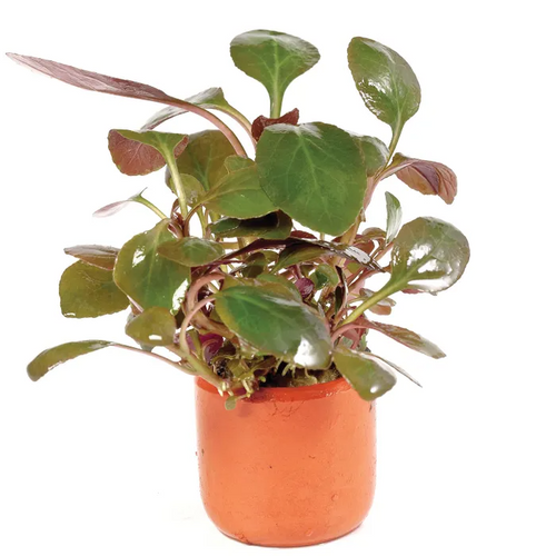 Pisces Live Plant Lobelia Cardinalis - Terracotta 3cm Pot (111045)