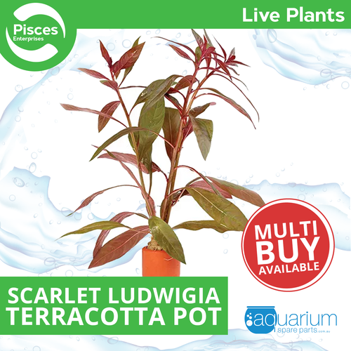 Pisces Live Plant Scarlet Ludwigia Terracotta 3cm Pot (111055)