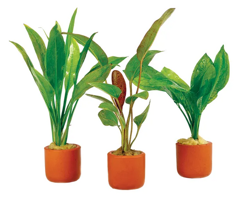 Pisces Live Plant Swords Asst Emerse In Terra 3cm Pot (111065)