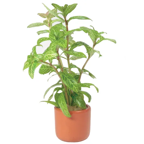 Pisces Live Plant Hygrophila Terracotta 3cm Pot (111095)