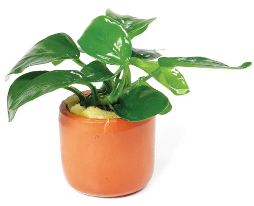 Pisces Live Plant Anub Nana Terracotta 3cm Pot (111255)