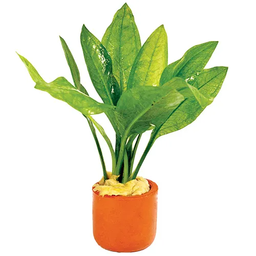 Pisces Live Plant Echinodorus Bleheri 3cm Terracotta Pot (110899)