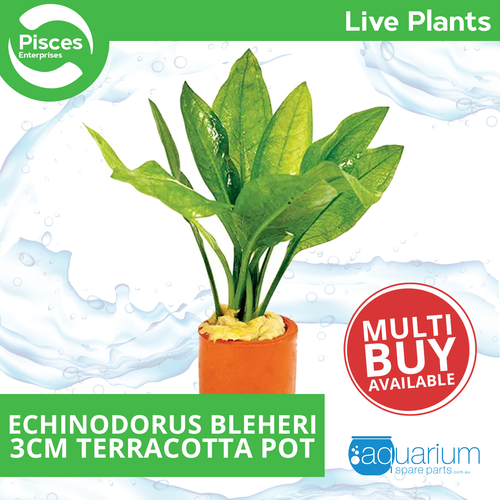 Pisces Live Plant Echinodorus Bleheri 3cm Terracotta Pot (110899)