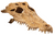 Exo Terra Crocodile Skull - Medium (PT2856)