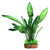 Aqua One Silk Plant Echinodorus W/Gravel Base - Large (29073)