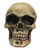 Aqua One Skull (S) Ornament (37124)