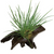 Pisces Live Plant Dwarf Green Rush - Mini Driftwood