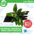 Pisces Live Plant Anubias Emerald Heart - Mini Driftwood