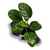 Pisces Live Plant Anubias Jenny - Mini DriftWood