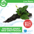 Pisces Live Plant Anubias Jenny - Medium Driftwood