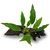 Pisces Live Plant Anubias Lisa - Medium Driftwood