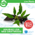 Pisces Live Plant Anubias Lisa - Medium Driftwood