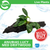 Pisces Live Plant Anubias Lucy - Medium Driftwood