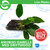 Pisces Live Plant Anubias Isabelle - Med Driftwood