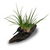 Pisces Live Plant Dwarf Green Rush - Medium Driftwood