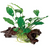 Pisces Live Plant Anubias Emerald Heart - Medium Driftwood