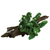 Pisces Live Plant Anubias Nana - Medium Driftwood