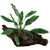 Pisces Live Plant Anubias Afzelli - Large Driftwood