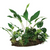 Pisces Live Plant Anubias Rainforest Garden on Driftwood