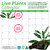 Pisces Live Plant Medium Driftwood Anubias -  4 Pack