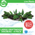 Pisces Live Plant Large Driftwood Anubias - 4 Pack