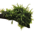 Pisces Live Plant Fontinalis - Extra Small Driftwood